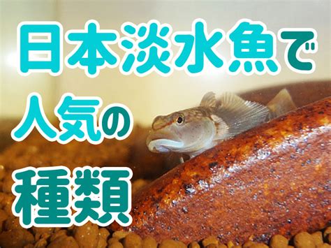 淡水魚品種|日本淡水魚の人気種20選！タナゴやメダカなど水槽飼。